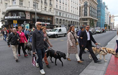 Momento del paseo de los perros guía en Madird