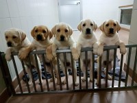Cachorros esperando a ser adoptados