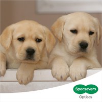 Dos cachorros futuros perros guía junto al logo de Spacsavers