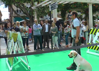 Exhibición de perros guía en Alzira