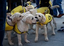 Cachorros de la Fundación ONCE del Perro Guía en las Vueltas de San Antón