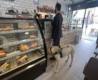 Usuario de perro guía en el mostrador de una pastelería Usuario de perro guía en el mostrador de una pastelería
