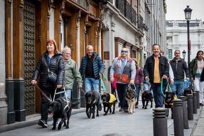 Un grupo de perros guía y sus usuarios por el centro de Madrid