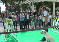 Exhibición de perros guía en Alzira Exhibición de perros guía en Alzira