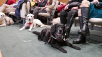 perros guía en el salón de actos de la DT