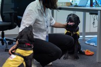 Dos perros guía en fase educativa junto a una trabajadora de Santen