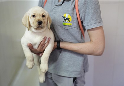 Cachorro de perro guía en brazos de una cuidadora de la Fundación ONCE del Perro Guía