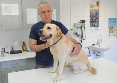 CONTROL VETERINARIO