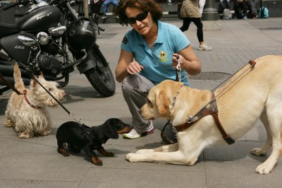 Perro en entrenamiento saluda a dos perros de compañía en la calle