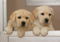 Dos cachorros de Labrador de unos dos meses en las perreras de la Fundación