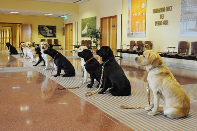 Doce perros en curso de usuario permanecen en posición de quieto en el hall de la residencia de la FOPG