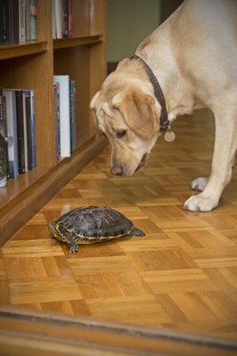 Un Labrador contempla de cerca una tortuga en casa de sus educadores