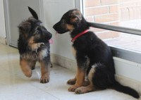Dos cachorros de pastor alemán de pocos meses juegan en un pasillo de la FOPG