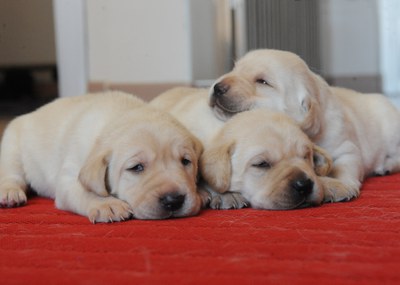 Tres cachorros de pocos días de raza Labrador sobre una colchoneta en su paridera