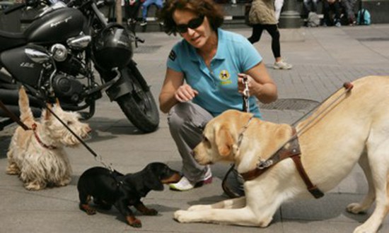 Perro guía conociendo a otros perros que son llevados con correa