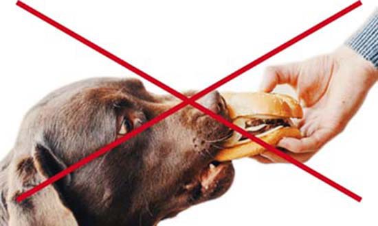 imagen tachada de un perro recibiendo una hamburguesa de la mano de una persona